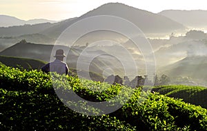 Farmer Tea Plantation Morning Concept