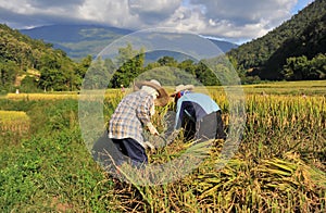 The farmer of Thailand