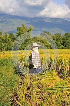 The farmer of Thailand