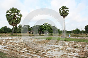 Farmer , Thailand