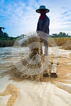 Farmer thresh rice