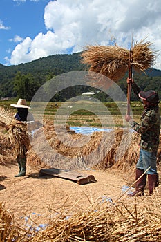 The farmer is threshing the grain