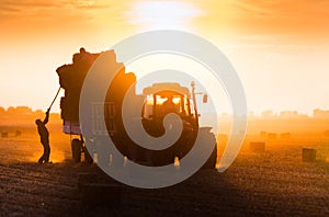 Farmer throw hay bales in a tractor trailer