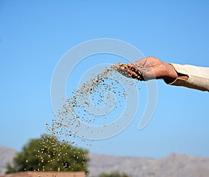 A farmer throwing DAP fertilizer in the fields