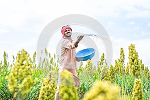 Farmer throwing fertiliser to maize field to plant growth and pest control - conept of use of chemical, cultivation and