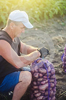 Farmer ties a mesh bag of potatoes. Harvesting potatoes on farm plantation. Preparing food supplies. Growing, collecting, sorting