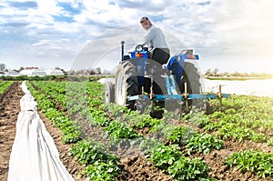 Farmer tillage cultivates a field plantation of young Riviera potatoes. Fertilizer with nitrate and plowing soil for further photo