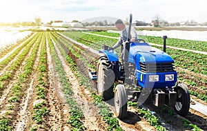 Farmer tillage cultivates a field plantation of young Riviera potatoes. Fertilizer with nitrate and plowing soil for further