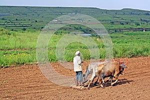 Farmer tilling the land with animal powered plough