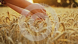 Farmer touches, checks a bunch of ripe cultivated wheat ears. Agronomist hands examining cultivated cereal crop before