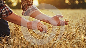 Farmer touches, checks a bunch of ripe cultivated wheat ears. Agronomist hands examining cultivated cereal crop before