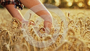 Farmer touches, checks a bunch of ripe cultivated wheat ears. Agronomist hands examining cultivated cereal crop before