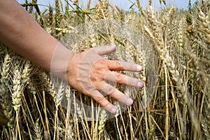 Farmer touches crop