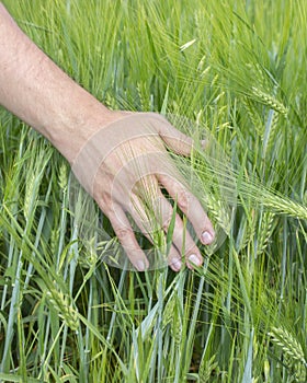 The farmer touches the ears of cereal crops rye barley. Green spikelets of barley in a man`s hand, harvesting