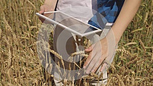 farmer touches ears wheat with his hand. close up. farmer works digital tablet wheat field. agriculture concept