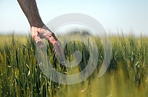 Farmer touching gently green unripe barley ears Hordeum Vulgare in cultivated field, closeup male hand over plants, concept of