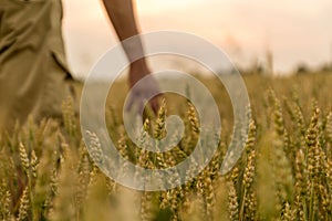 Farmer touching his crop with hand in a golden wheat field. Harvesting, organic farming concept