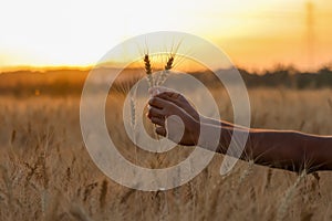 Farmer touching his crop with hand in a golden wheat field. Harvesting, organic farming concept