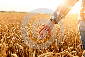 Farmer touching his crop with hand in a golden wheat field. Harvesting, organic farming concept