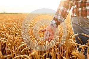 Farmer touching his crop with hand in a golden wheat field. Harvesting, organic farming concept photo