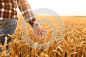 Farmer touching his crop with hand in a golden wheat field. Harvesting, organic farming concept