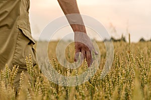 Farmer touching his crop with hand in a golden wheat field. Harvesting, organic farming concept. Selective focus