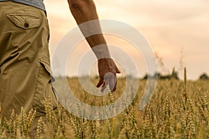 Farmer touching his crop with hand in a golden wheat field. Harvesting, organic farming concept. Selective focus.Farmer touching