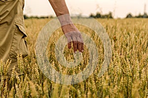 Farmer touching his crop with hand in a golden wheat field. Harvesting, organic farming concept. Selective focus