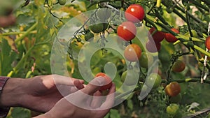 Farmer touching and inspects his ripe tomato crop. Red ripe organic cherry tomatoes on the branch.