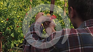 Farmer touching and inspects his ripe tomato crop. Red ripe organic cherry tomatoes on the branch.