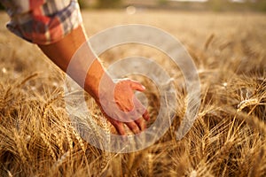 Farmer touching ripe wheat ears with hand walking in a cereal golden field on sunset. Agronomist in flannel shirt