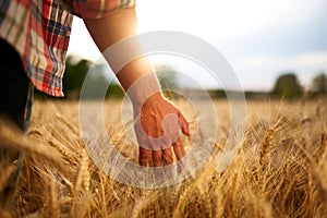 Farmer touching ripe wheat ears with hand walking in a cereal golden field on sunset. Agronomist in flannel shirt