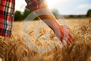 Farmer touching ripe wheat ears with hand walking in a cereal golden field on sunset. Agronomist in flannel shirt