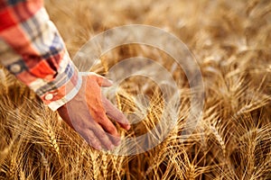 Farmer touching ripe wheat ears with hand walking in a cereal golden field on sunset. Agronomist in flannel shirt