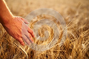 Farmer touching ripe wheat ears with hand walking in a cereal golden field on sunset. Agronomist in flannel shirt
