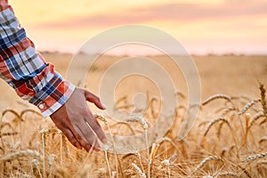 Farmer touching ripe wheat ears with hand walking in a cereal golden field on sunset. Agronomist in flannel shirt