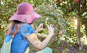 Farmer and tourist capturing pictures of fruit for harvest. One woman taking photos on a phone for social media of fresh