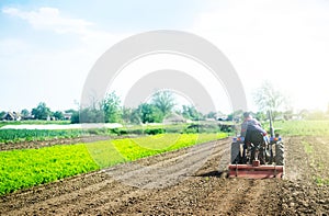 A farmer on a tractor cultivates a field before a new planting. Loosening the surface, cultivating land for further planting. Soil