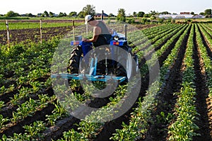 A farmer on a tractor cultivates a potato plantation. Agroindustry and agribusiness. Farm machinery. Crop care, soil quality