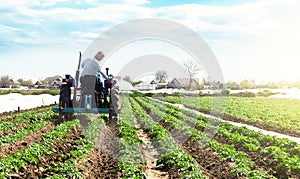 A farmer on a tractor cultivates the soil on the plantation of a young potato of the Riviera variety Type. Loosening the soil