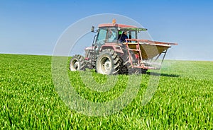 Farmer in tractor fertilizing wheat field at spring with npk.