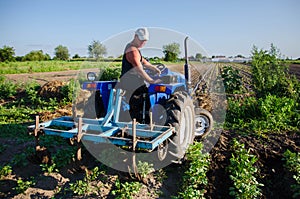 A farmer on a tractor with a plow works in the field. Young potatoes bushes Agroindustry and agribusiness. Farm machinery. Crop