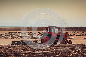 Farmer in tractor preparing land with seedbed cultivator and herb of sheeps