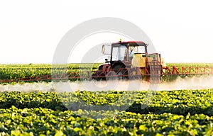 Farmer on a tractor with a sprayer makes fertilizer for young vegetable