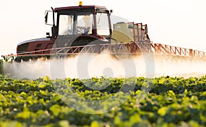 Farmer on a tractor with a sprayer makes fertilizer for young vegetable