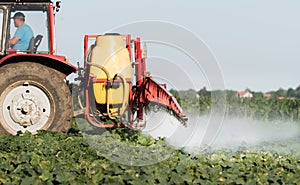 Farmer on a tractor with a sprayer makes fertilizer for young vegetable