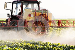 Farmer on a tractor with a sprayer makes fertilizer for young vegetable