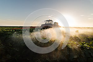 Farmer on a tractor with a sprayer makes fertilizer for young vegetable