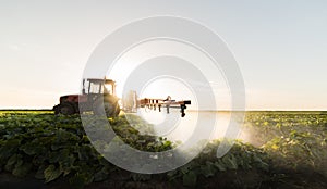 Farmer on a tractor with a sprayer makes fertilizer for young vegetable