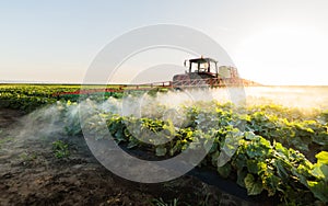 Farmer on a tractor with a sprayer makes fertilizer for young vegetable